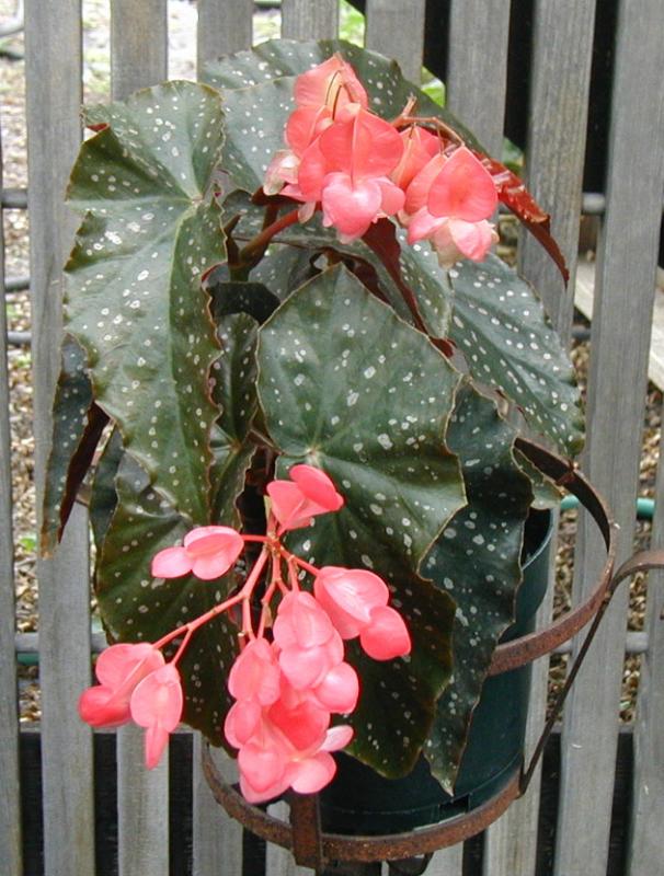 B. ‘Ruby Tuesday’